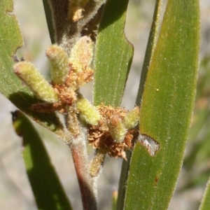 Acacia lanigera var. lanigera at Jerrabomberra, ACT - 19 Nov 2018