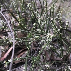 Choretrum pauciflorum (Dwarf Sour Bush) at Paddys River, ACT - 10 Nov 2018 by JasonC