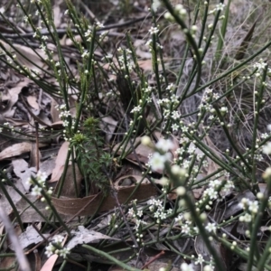 Choretrum pauciflorum at Paddys River, ACT - 10 Nov 2018