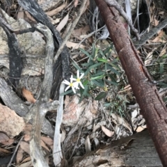 Olearia erubescens (Silky Daisybush) at Paddys River, ACT - 10 Nov 2018 by JasonC