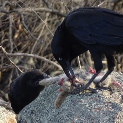 Corvus coronoides (Australian Raven) at Red Hill Nature Reserve - 18 Nov 2018 by roymcd