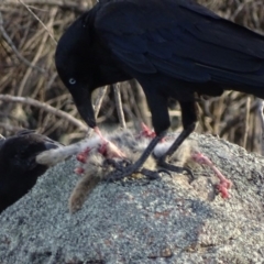 Corvus coronoides at Garran, ACT - 19 Nov 2018