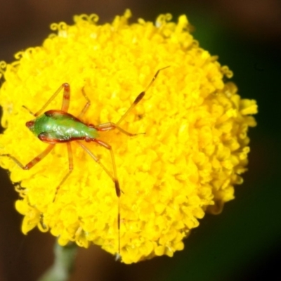 Miridae (family) (Unidentified plant bug) at Cotter River, ACT - 17 Nov 2018 by Harrisi