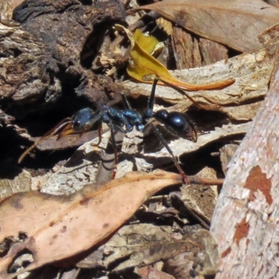 Myrmecia tarsata (Bull ant or Bulldog ant) at Tidbinbilla Nature Reserve - 19 Nov 2018 by RodDeb
