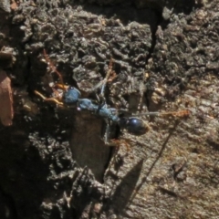 Myrmecia tarsata at Paddys River, ACT - 19 Nov 2018 12:48 PM