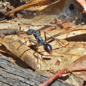 Myrmecia tarsata at Paddys River, ACT - 19 Nov 2018