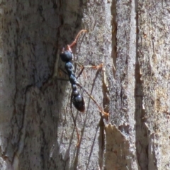 Myrmecia tarsata at Paddys River, ACT - 19 Nov 2018 12:48 PM