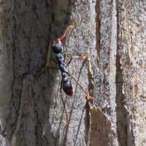 Myrmecia tarsata at Paddys River, ACT - 19 Nov 2018