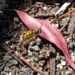 Vespula germanica (European Wasp, German Yellowjacket Wasp) at Paddys River, ACT - 19 Nov 2018 by RodDeb
