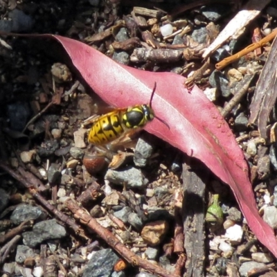 Vespula germanica (European wasp) at Tidbinbilla Nature Reserve - 18 Nov 2018 by RodDeb