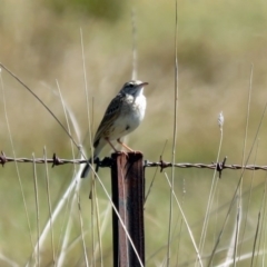 Anthus australis (Australian Pipit) at Paddys River, ACT - 19 Nov 2018 by RodDeb