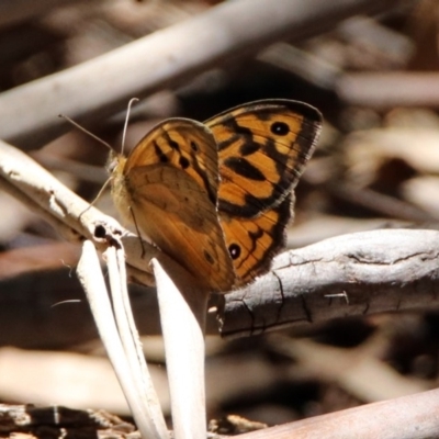 Heteronympha merope (Common Brown Butterfly) at Tidbinbilla Nature Reserve - 19 Nov 2018 by RodDeb