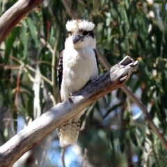Dacelo novaeguineae (Laughing Kookaburra) at Paddys River, ACT - 19 Nov 2018 by RodDeb