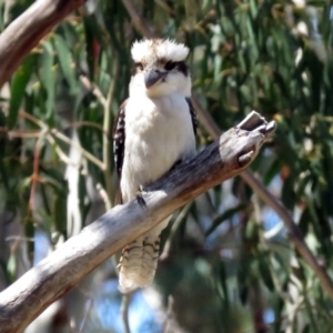 Dacelo novaeguineae at Paddys River, ACT - 19 Nov 2018