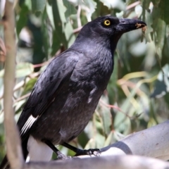 Strepera graculina (Pied Currawong) at Paddys River, ACT - 19 Nov 2018 by RodDeb