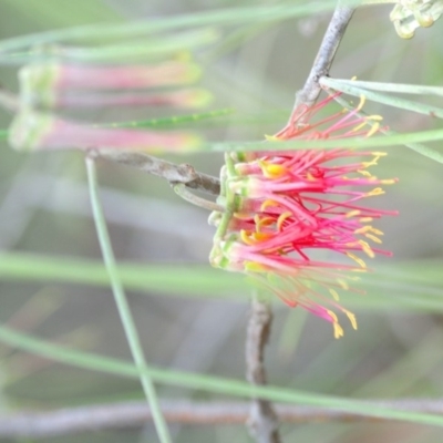 Amyema cambagei (Sheoak Mistletoe) at Greenway, ACT - 15 Nov 2018 by Harrisi