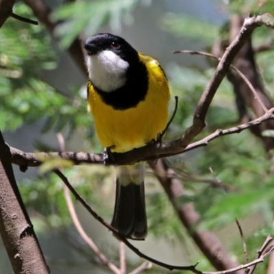 Pachycephala pectoralis (Golden Whistler) at Tidbinbilla Nature Reserve - 19 Nov 2018 by RodDeb