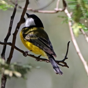 Pachycephala pectoralis at Paddys River, ACT - 19 Nov 2018 11:03 AM