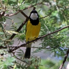 Pachycephala pectoralis at Paddys River, ACT - 19 Nov 2018 11:03 AM