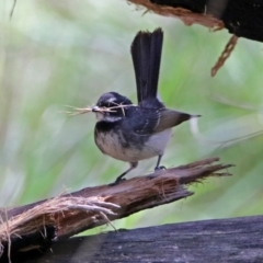 Rhipidura albiscapa (Grey Fantail) at Paddys River, ACT - 19 Nov 2018 by RodDeb