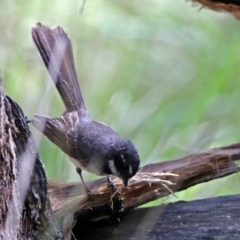 Rhipidura albiscapa at Paddys River, ACT - 19 Nov 2018