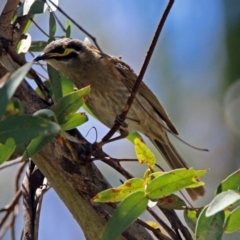 Caligavis chrysops (Yellow-faced Honeyeater) at Paddys River, ACT - 19 Nov 2018 by RodDeb