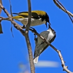 Melithreptus lunatus (White-naped Honeyeater) at Paddys River, ACT - 19 Nov 2018 by RodDeb