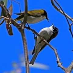 Melithreptus lunatus at Paddys River, ACT - 19 Nov 2018