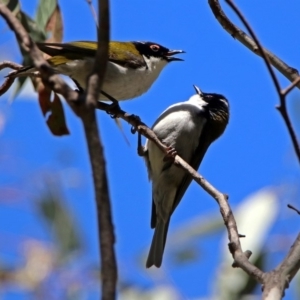 Melithreptus lunatus at Paddys River, ACT - 19 Nov 2018