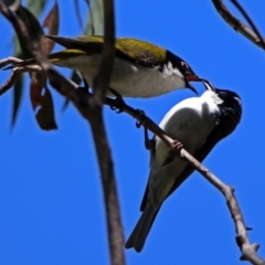 Melithreptus lunatus at Paddys River, ACT - 19 Nov 2018