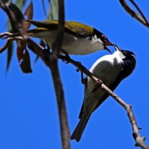 Melithreptus lunatus at Paddys River, ACT - 19 Nov 2018