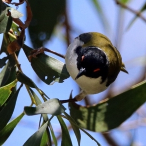 Melithreptus lunatus at Paddys River, ACT - 19 Nov 2018 12:03 PM