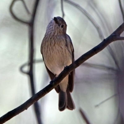 Pachycephala rufiventris (Rufous Whistler) at Tidbinbilla Nature Reserve - 19 Nov 2018 by RodDeb