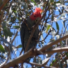 Callocephalon fimbriatum (Gang-gang Cockatoo) at Paddys River, ACT - 19 Nov 2018 by RodDeb