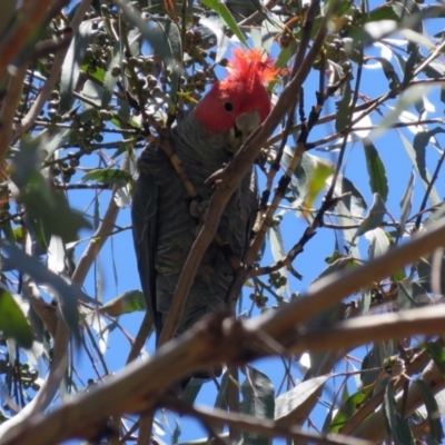 Callocephalon fimbriatum (Gang-gang Cockatoo) at Tidbinbilla Nature Reserve - 19 Nov 2018 by RodDeb