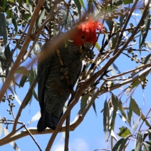 Callocephalon fimbriatum at Paddys River, ACT - suppressed