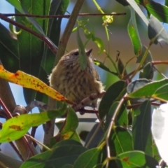 Acanthiza lineata (Striated Thornbill) at Paddys River, ACT - 19 Nov 2018 by RodDeb