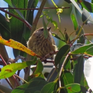 Acanthiza lineata at Paddys River, ACT - 19 Nov 2018