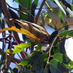 Acanthiza lineata at Paddys River, ACT - 19 Nov 2018