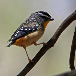 Pardalotus punctatus at Paddys River, ACT - 19 Nov 2018