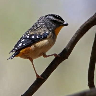 Pardalotus punctatus (Spotted Pardalote) at Tidbinbilla Nature Reserve - 19 Nov 2018 by RodDeb