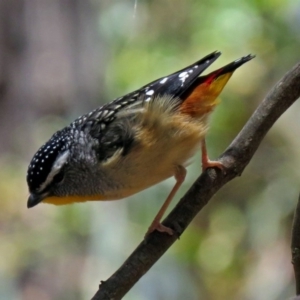 Pardalotus punctatus at Paddys River, ACT - 19 Nov 2018