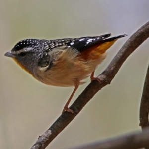 Pardalotus punctatus at Paddys River, ACT - 19 Nov 2018