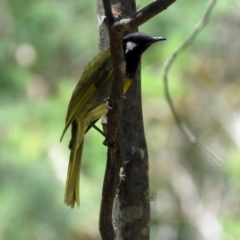 Nesoptilotis leucotis (White-eared Honeyeater) at Paddys River, ACT - 19 Nov 2018 by RodDeb