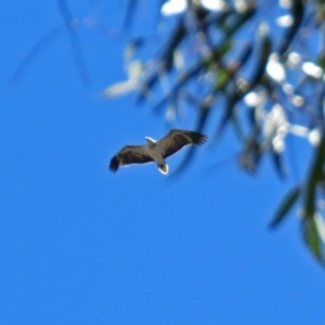 Haliaeetus leucogaster at Paddys River, ACT - 19 Nov 2018