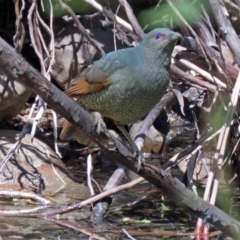 Ptilonorhynchus violaceus (Satin Bowerbird) at Jedbinbilla - 19 Nov 2018 by RodDeb