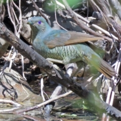 Ptilonorhynchus violaceus at Paddys River, ACT - 19 Nov 2018