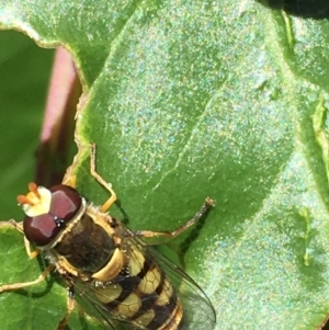 Simosyrphus grandicornis at Theodore, ACT - 19 Nov 2018