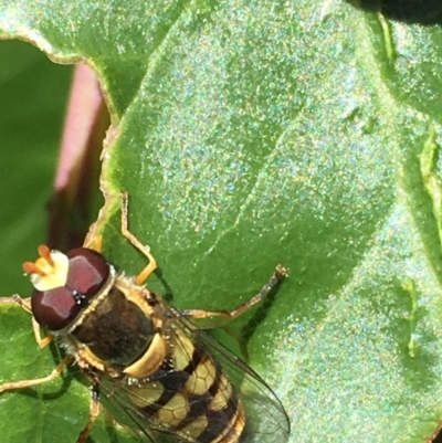 Simosyrphus grandicornis (Common hover fly) at Theodore, ACT - 19 Nov 2018 by Cardy