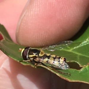 Simosyrphus grandicornis at Theodore, ACT - 19 Nov 2018